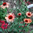 Echinacea hybrida Sundown